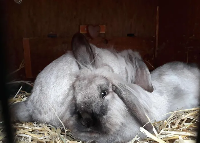 Waldhof シャレー *