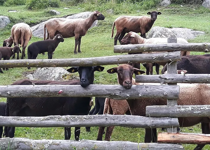 בקתה Waldhof פלאטלאך